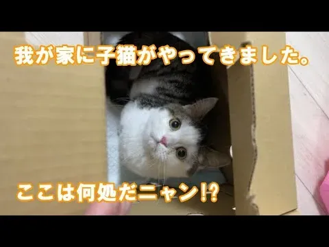 ブリーダー 猫 返品：後悔しないための「絶対」知識と法的対応を徹底解説します